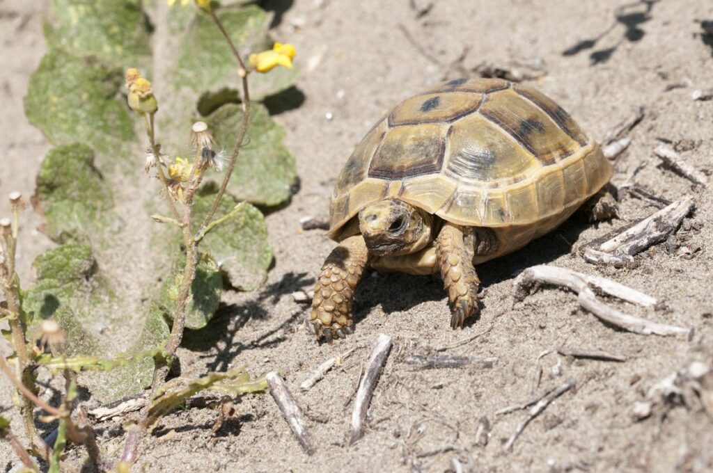 Mediterranean Spur-Thighed Tortoise