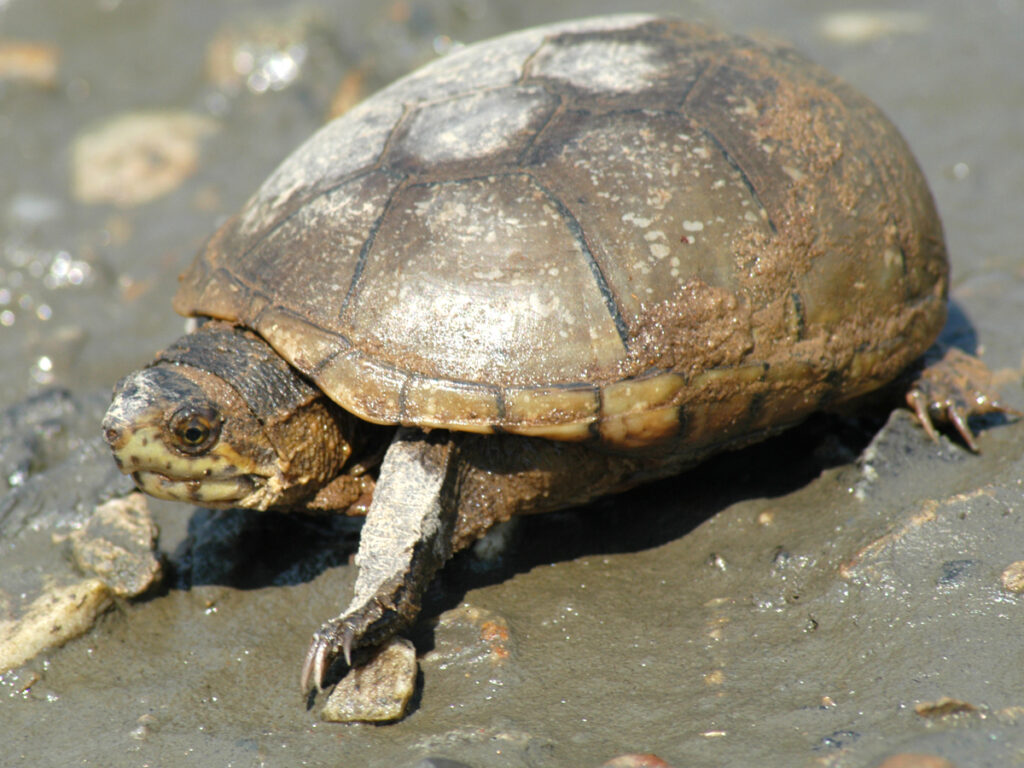 Mud Turtle Habitat