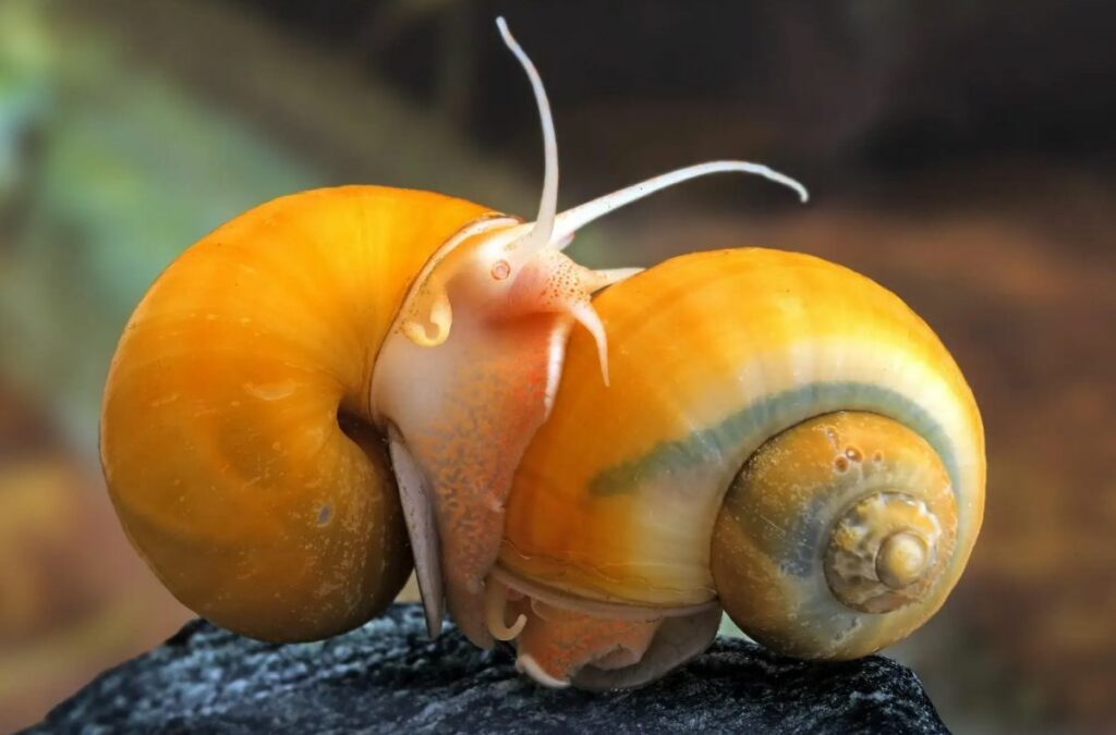 Mystery Snail Breeding