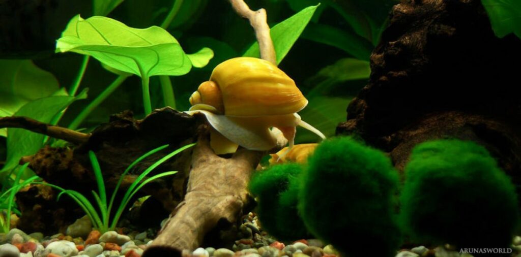 Mystery Snail Tank Size