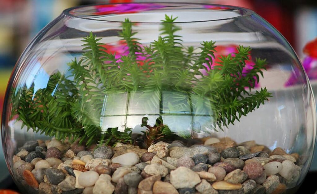 Nano Fish Tank