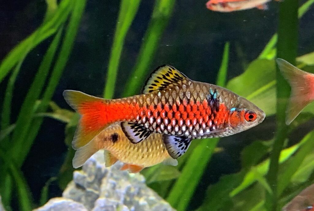 Odessa Barb