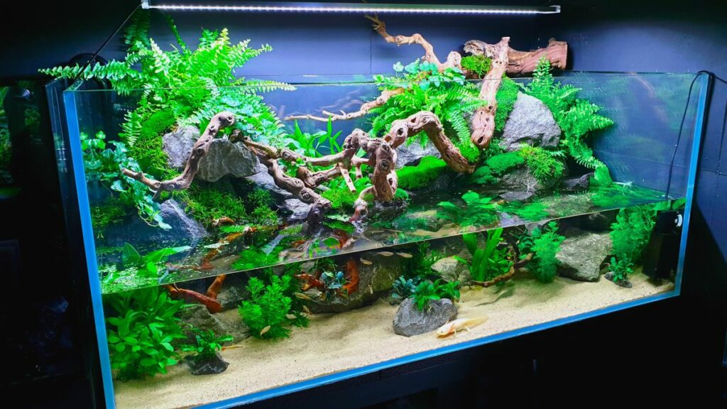 Paludarium Tank