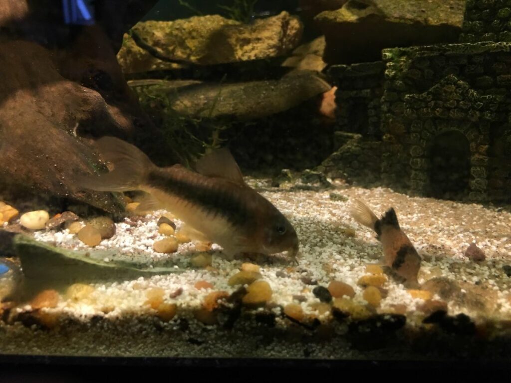 Panda Cory Tank Mates