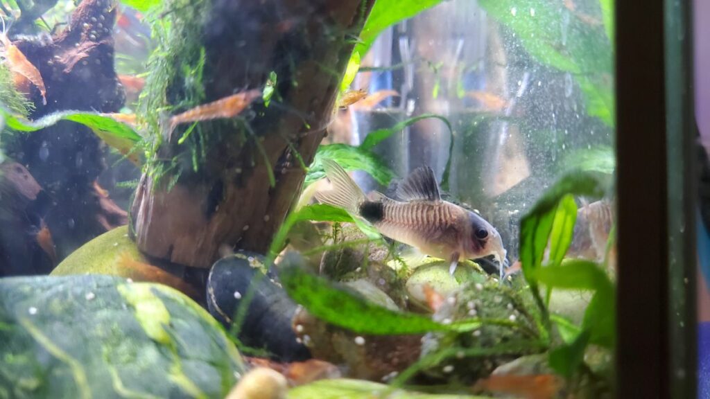 Panda Corydoras Tank Size & Decorations