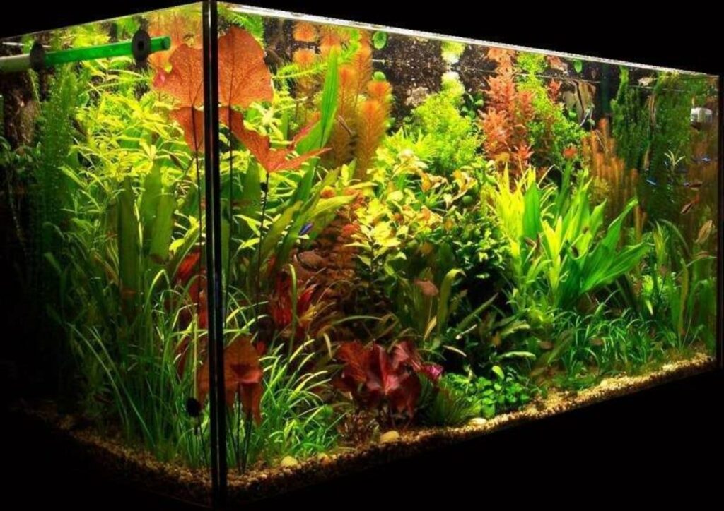 Planted Fish Tank