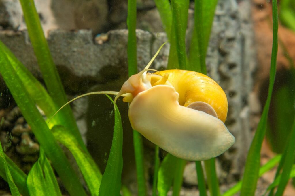 Mystery Snail