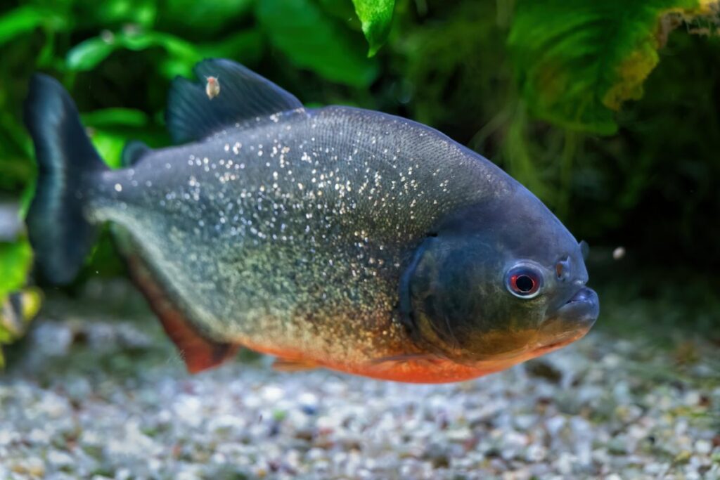 Red Bellied Piranha