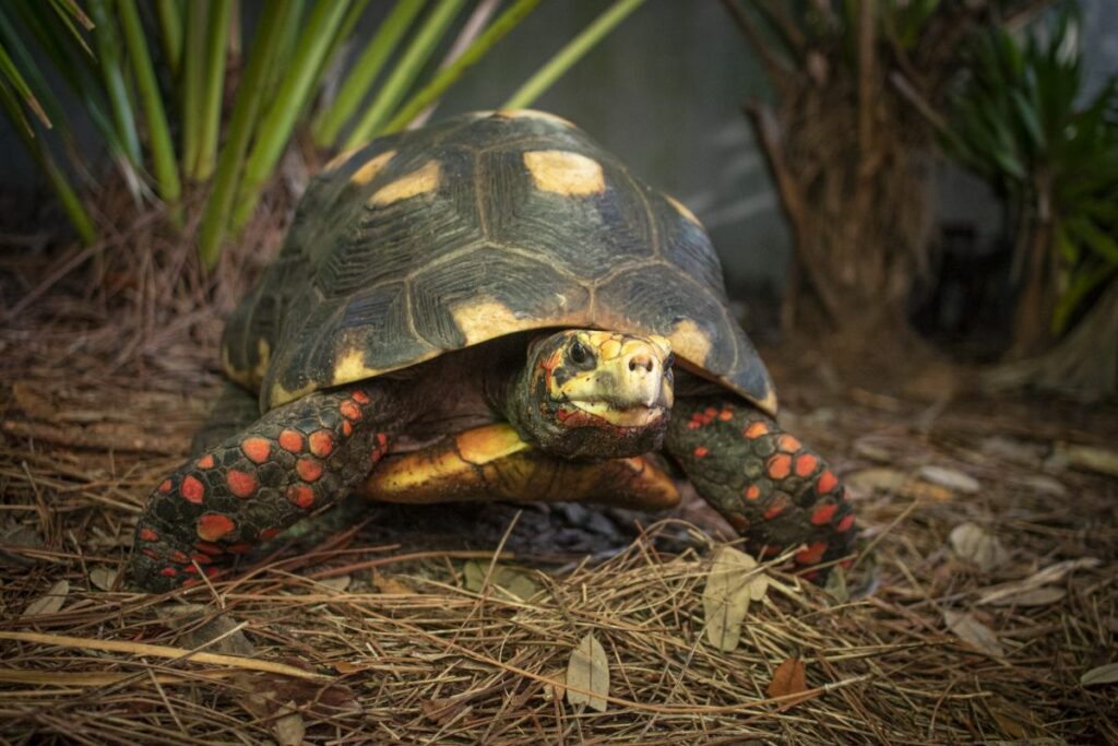 Red-Footed Tortoise