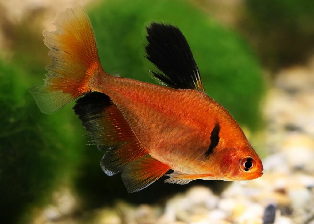 Serpae Tetra Size