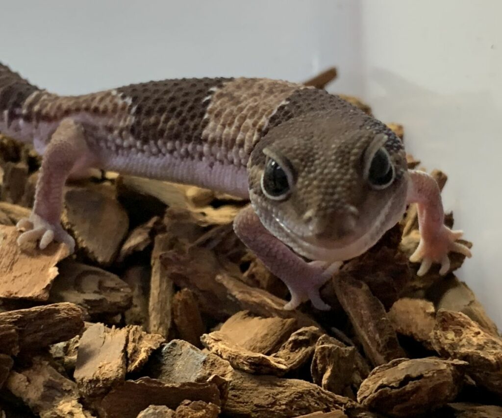 Setting Up a Fat Tail Gecko Enclosure