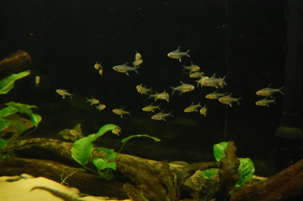  Lemon Tetras