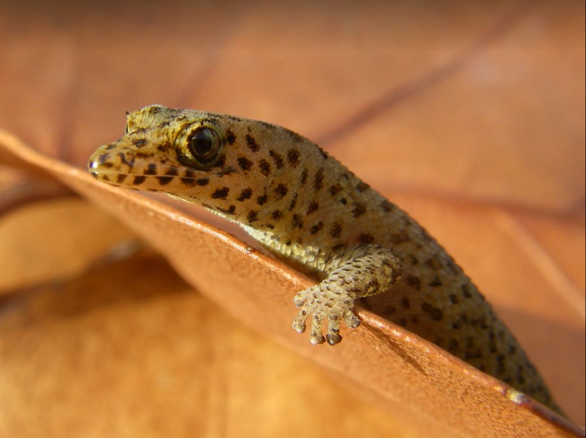 The Reef Gecko Florida’s Only Native Gecko