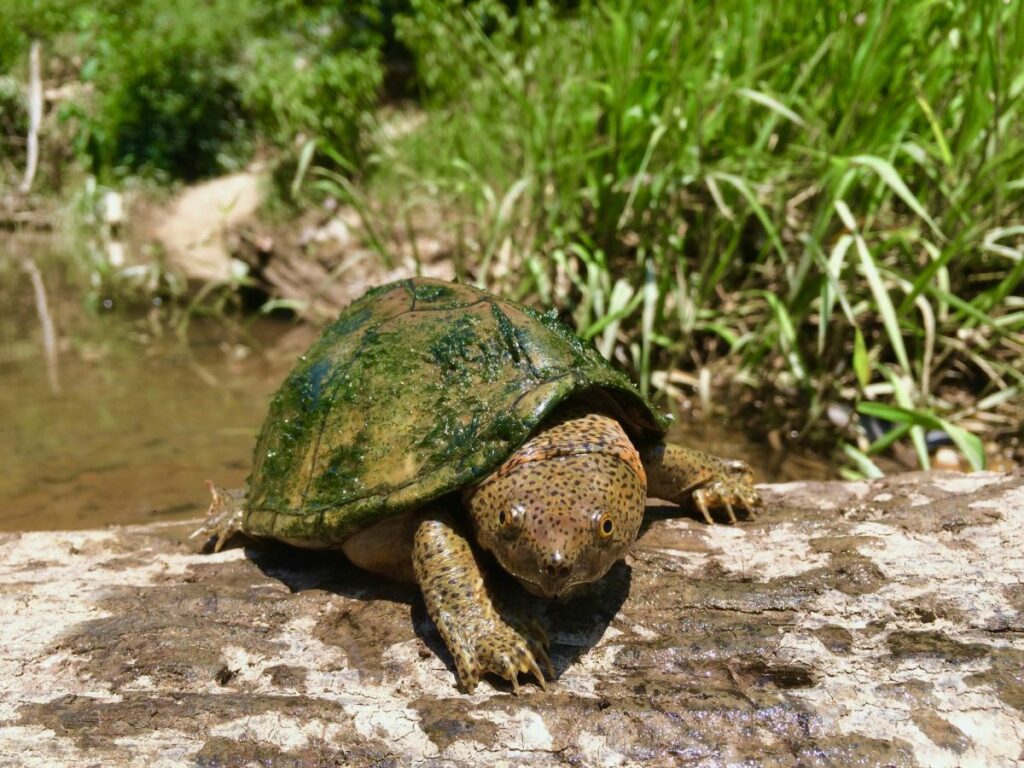 Sternotherus carinatus