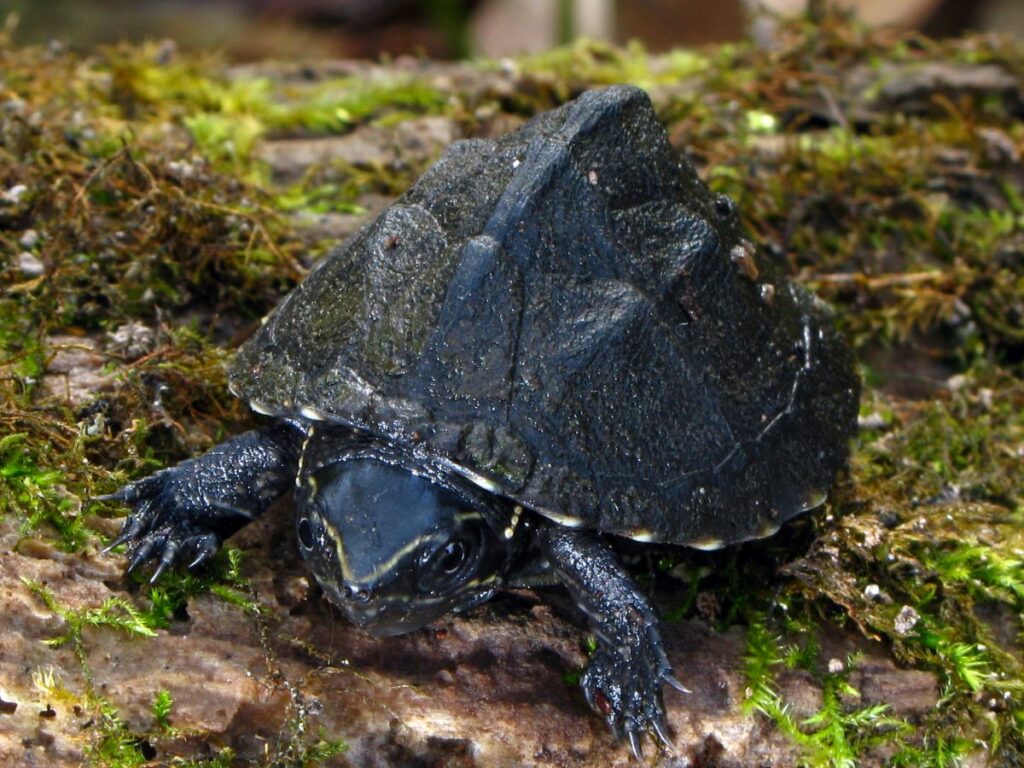 Sternotherus odoratus