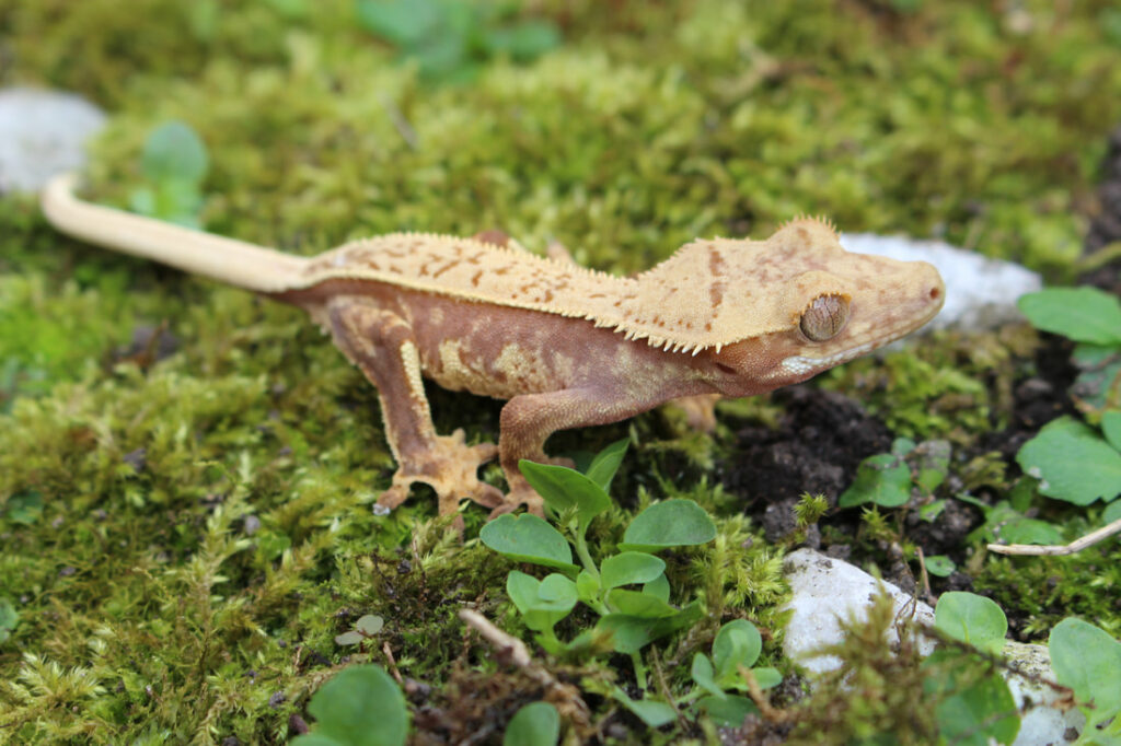 Substrate for Eyelash Crested Geckos