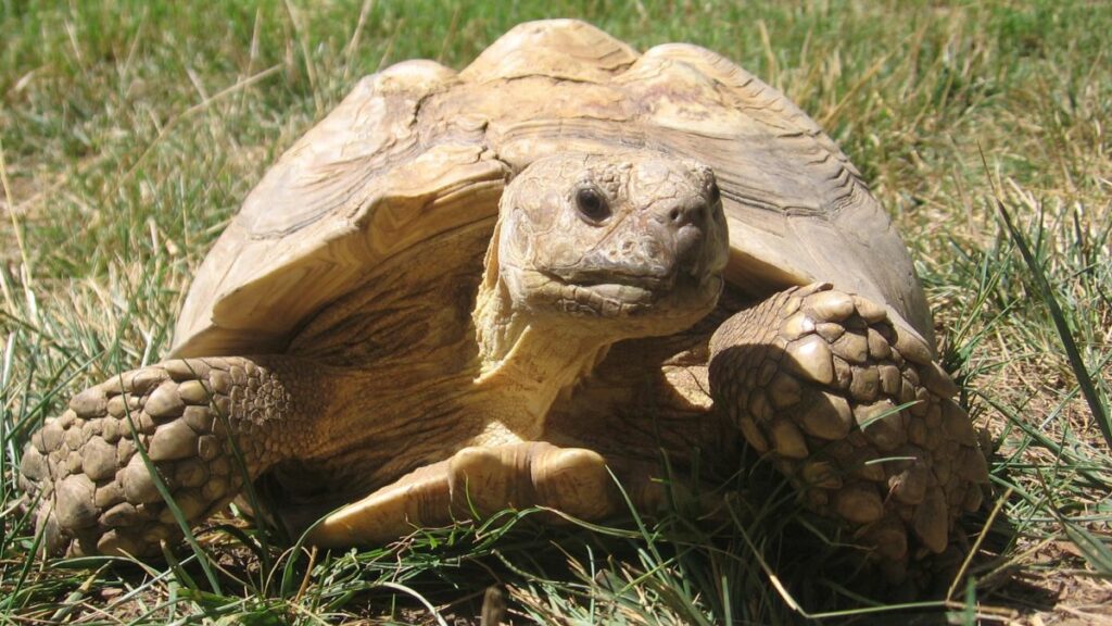 Sulcata Tortoise