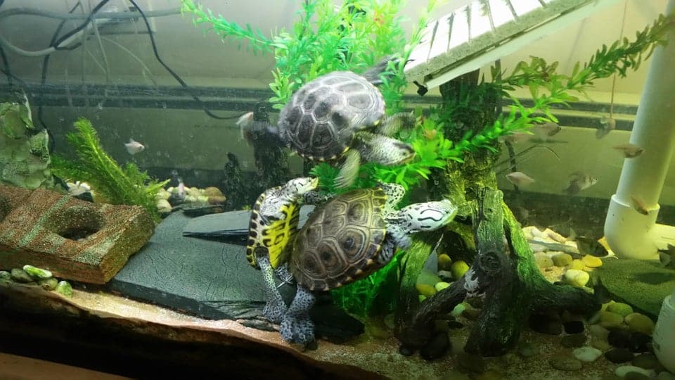 Tank Mates 