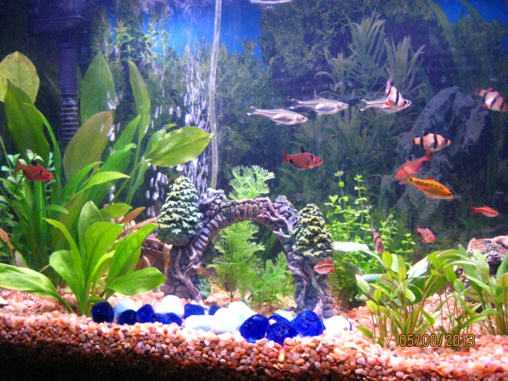 Tropical Community Tank