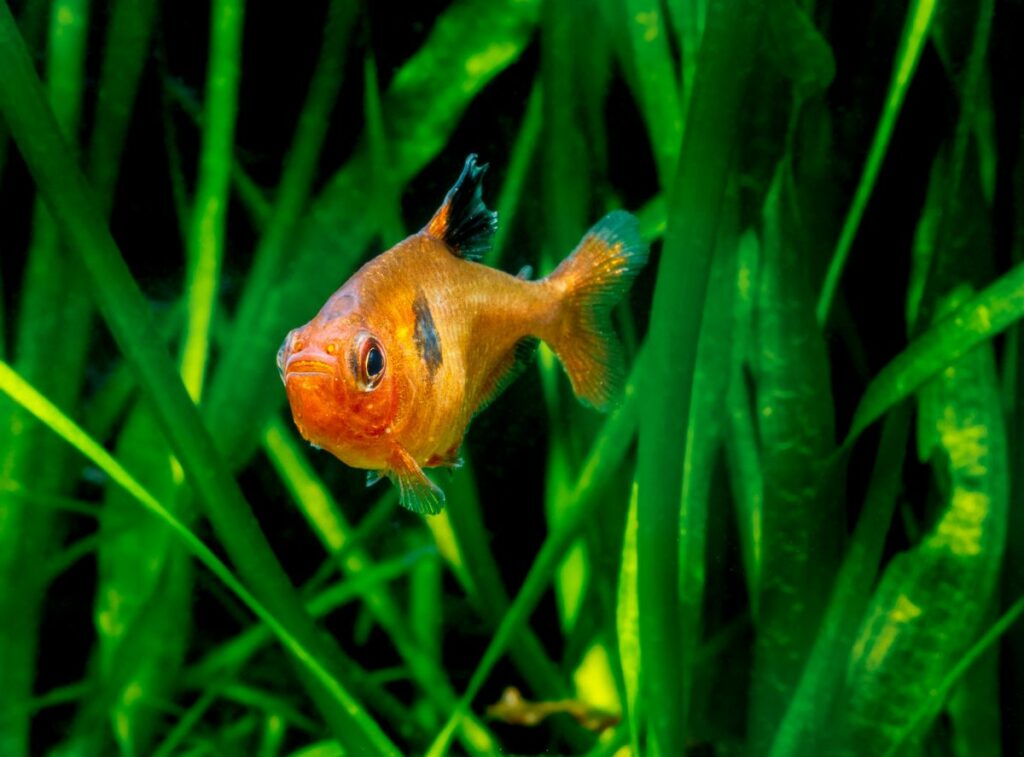 Water Conditions for Red Skirt Tetras