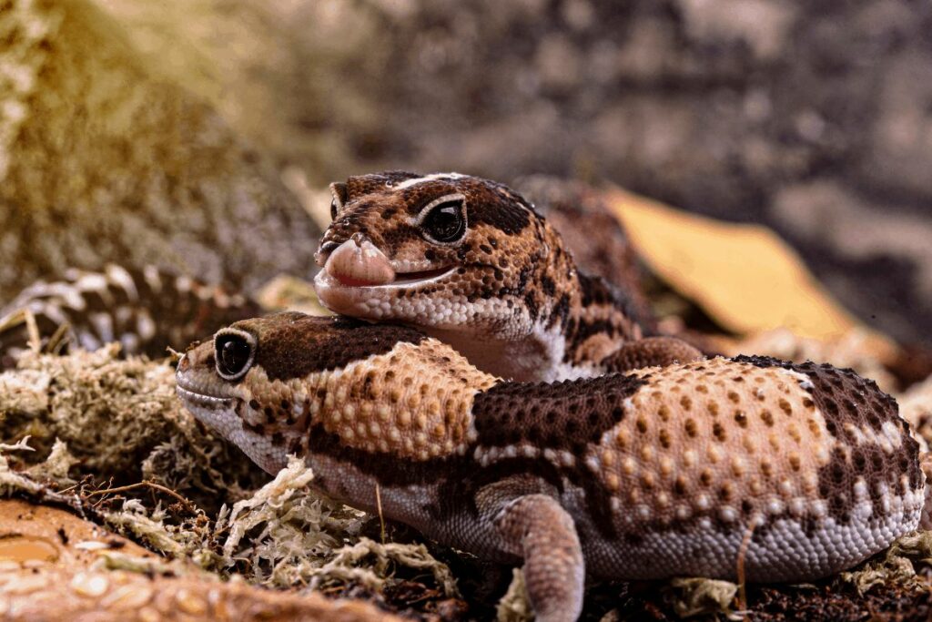 What Do African Fat Tailed Geckos Eat