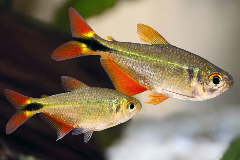 What Do Buenos Aires Tetras Eat