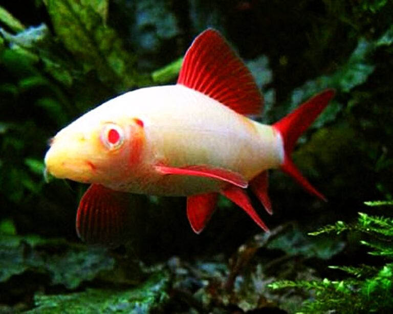 albino-shark-care-temperament-tank-size-and-tank-mates