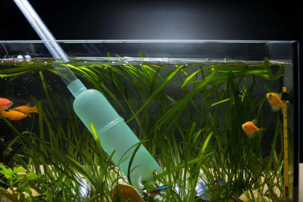 Why Do Fish Die After A Water Change?