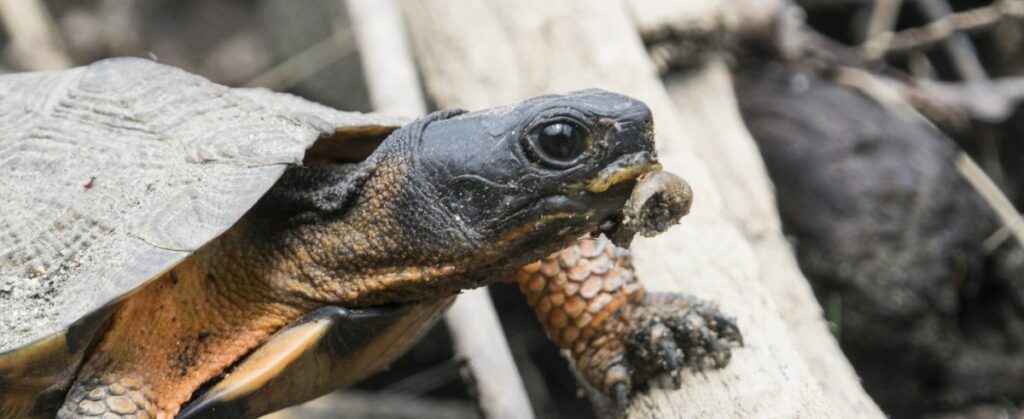 Wood Turtle Diet