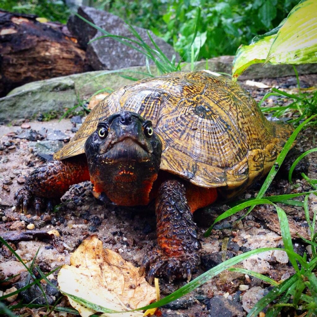 Wood Turtle Habitat