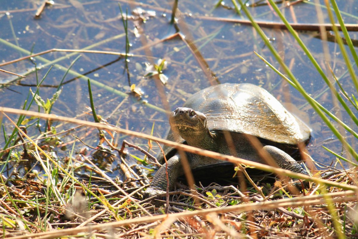 A Guide To Reeves Turtle Care Monday Daily