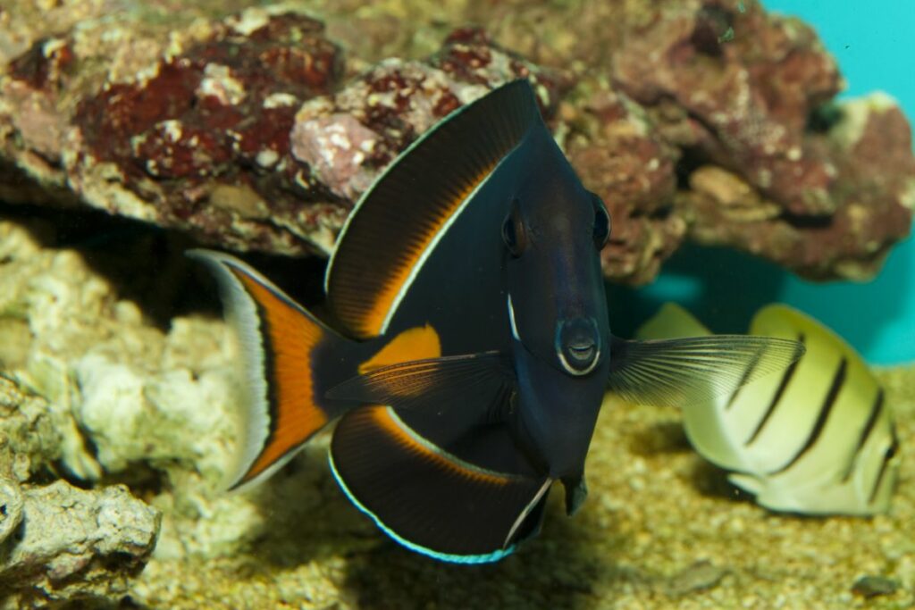 Achilles Tang Care Sheet: Hardiness, Feeding, and Water Conditions