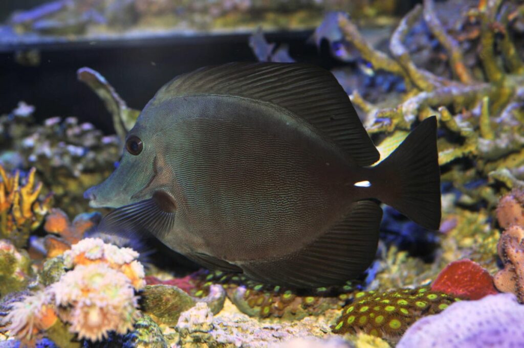 Black Tang Fish