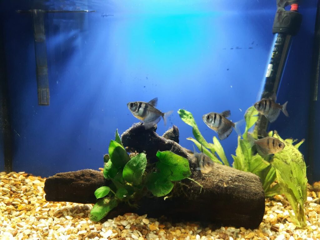 Black Widow Tetra Care