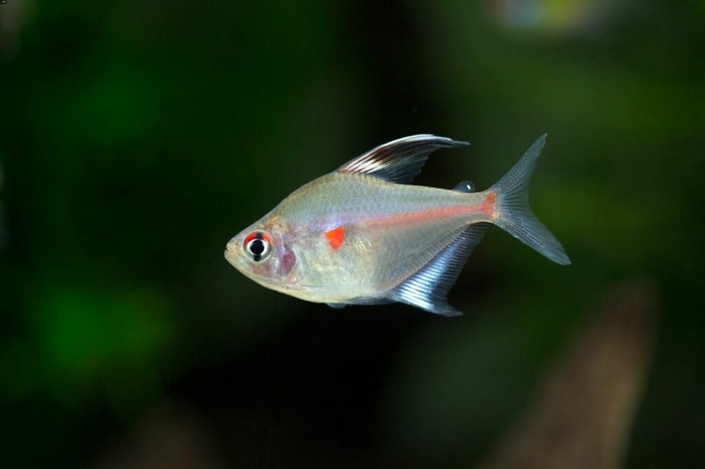 Bleeding Heart Tetra Care: Water Conditions, Size, and Tank Mates