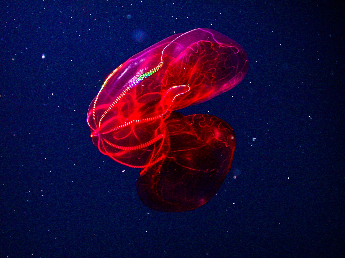The Bloodybelly Comb Jelly — The Animal That Poops “Glitter”
