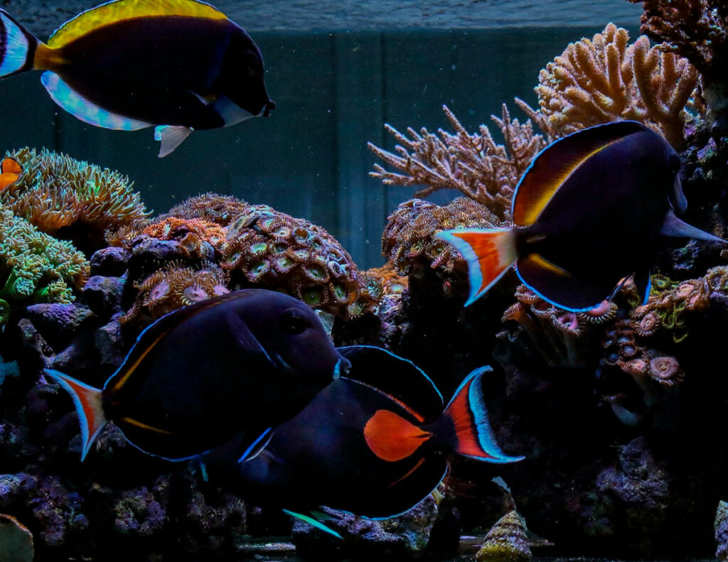 Breeding the Achilles Marine Tang