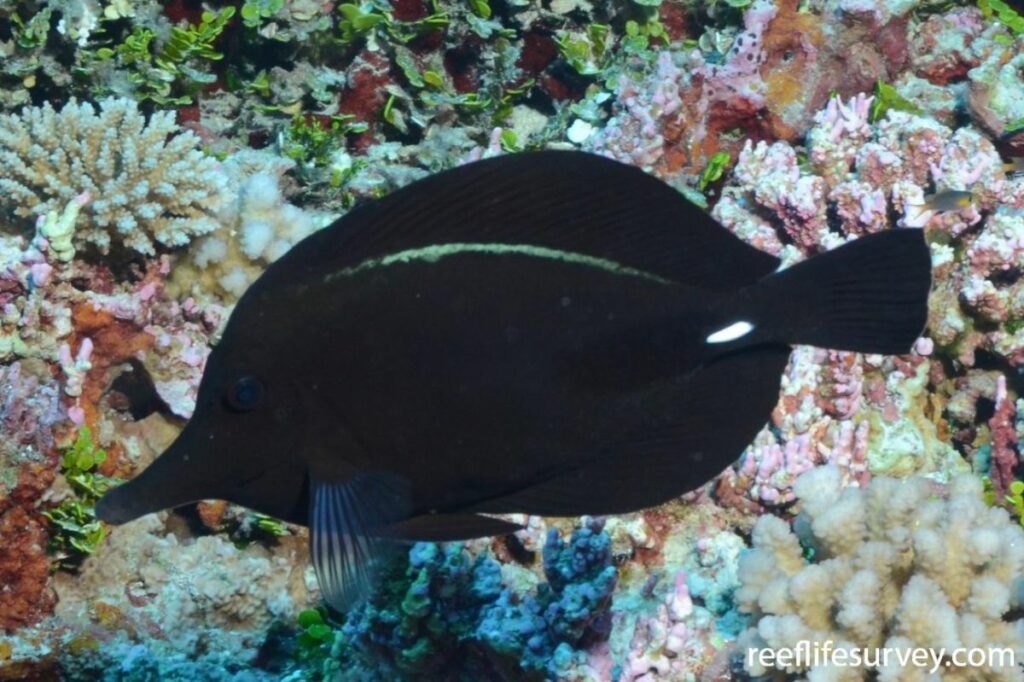 Breeding the Black Tang