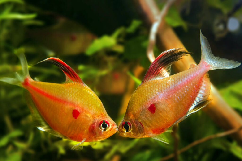 Breeding the Tetra Bleeding Heart