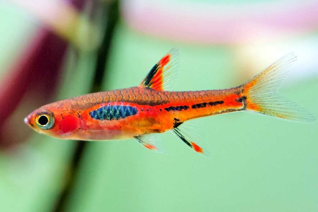 Chili Rasbora