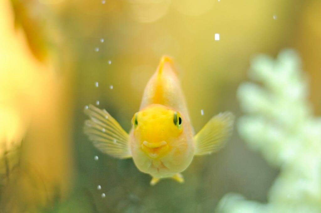 Cute Goldfish Names