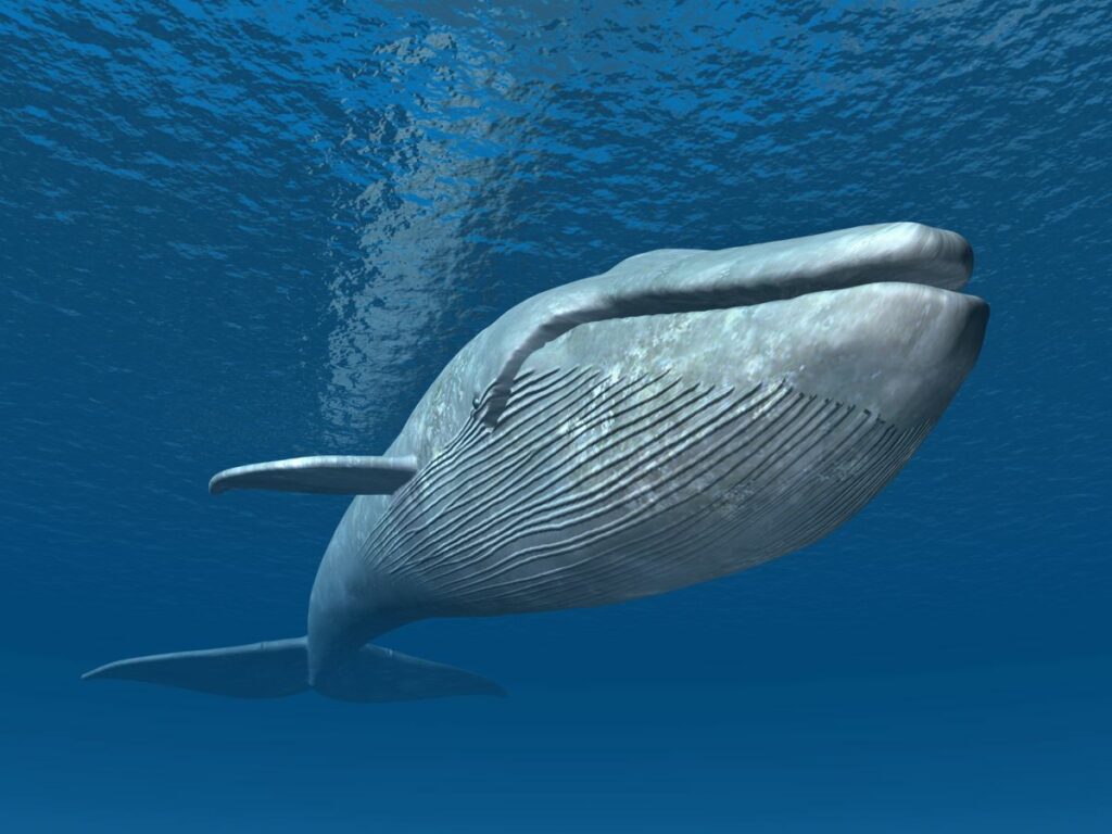 The Blue Whale — The Biggest Animal In The Ocean - Build Your Aquarium