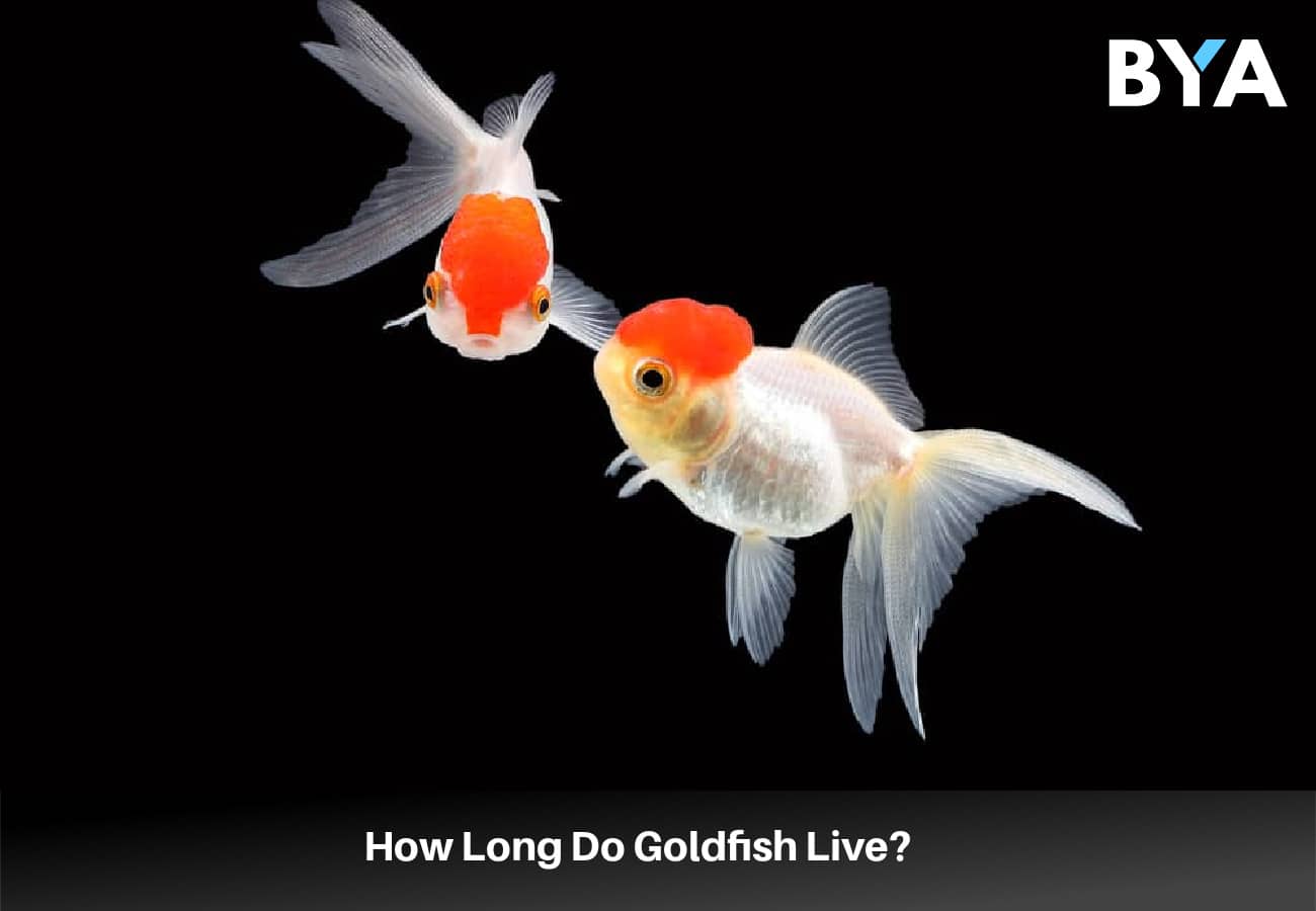 Do Goldfish Live