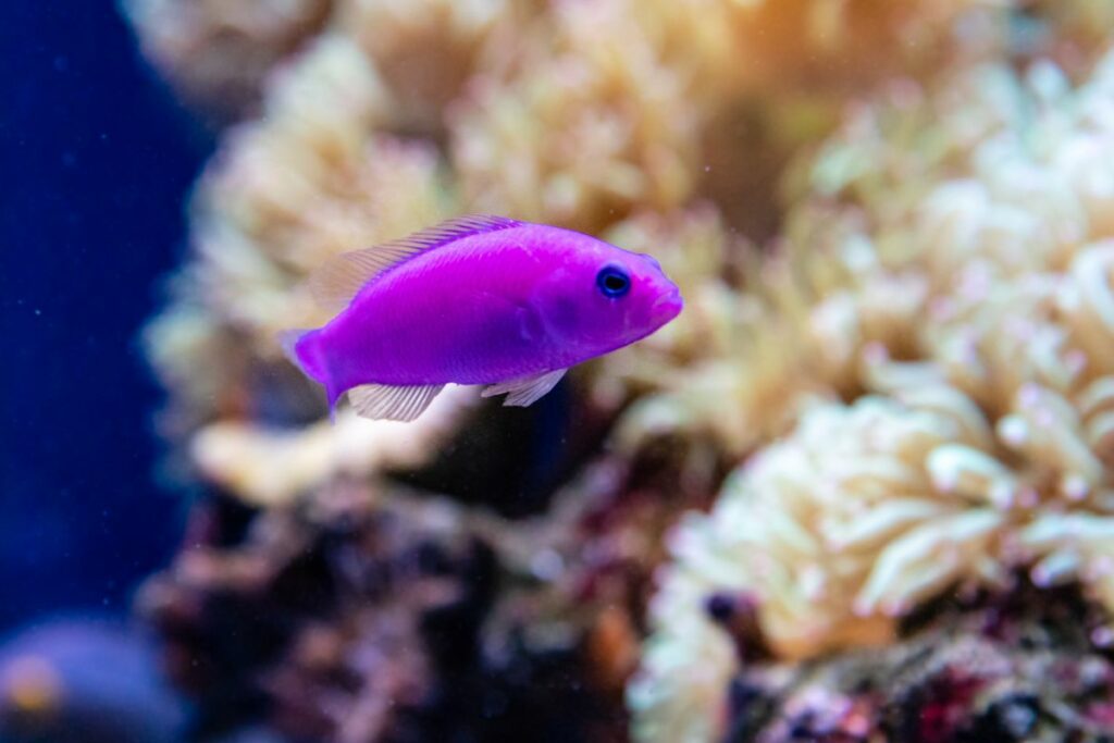 Dottyback Fish Care
