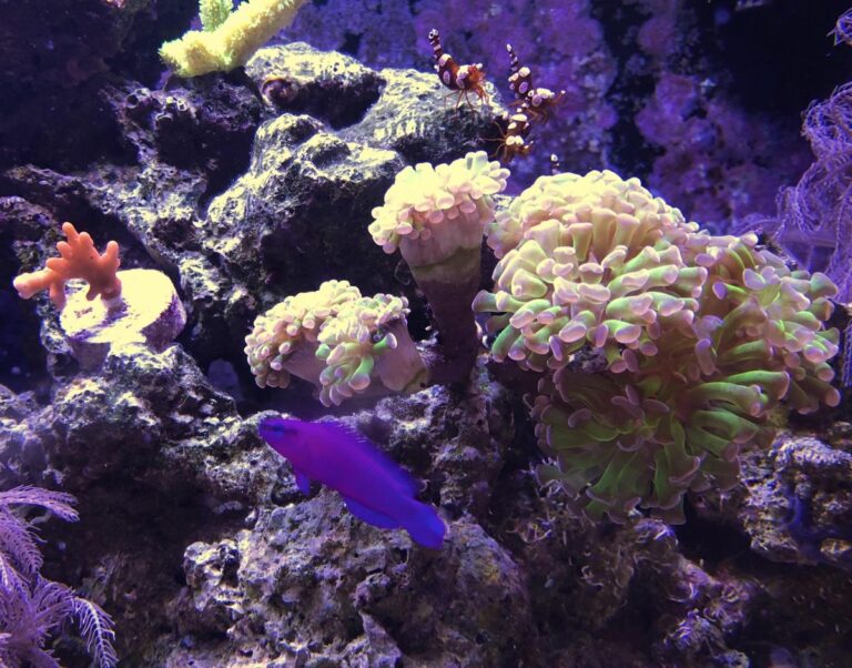 View of Dottyback Fish Care: Species Profiles, Feeding, and Temperament