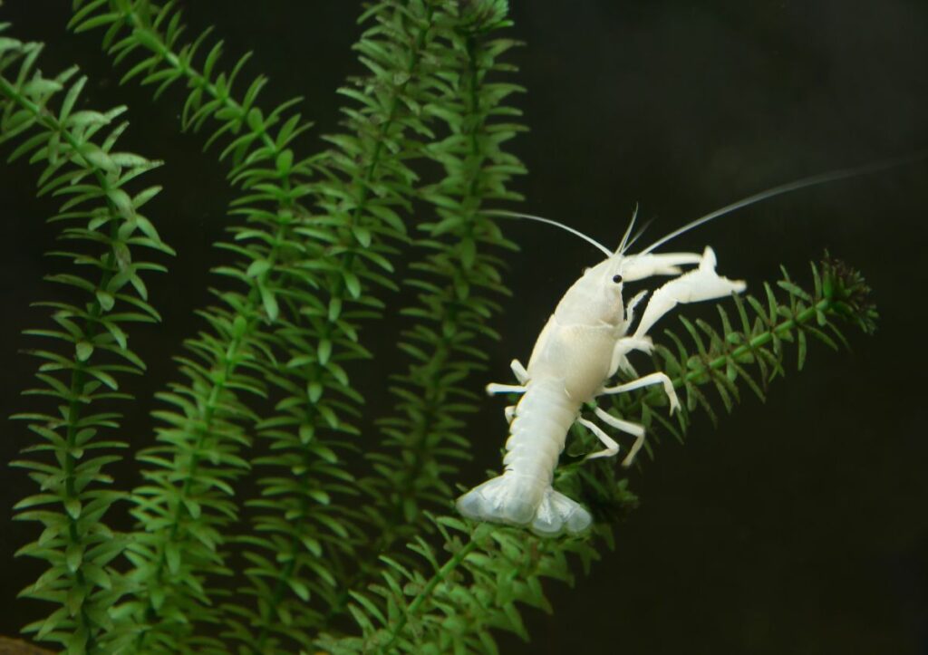 Dwarf Crayfish