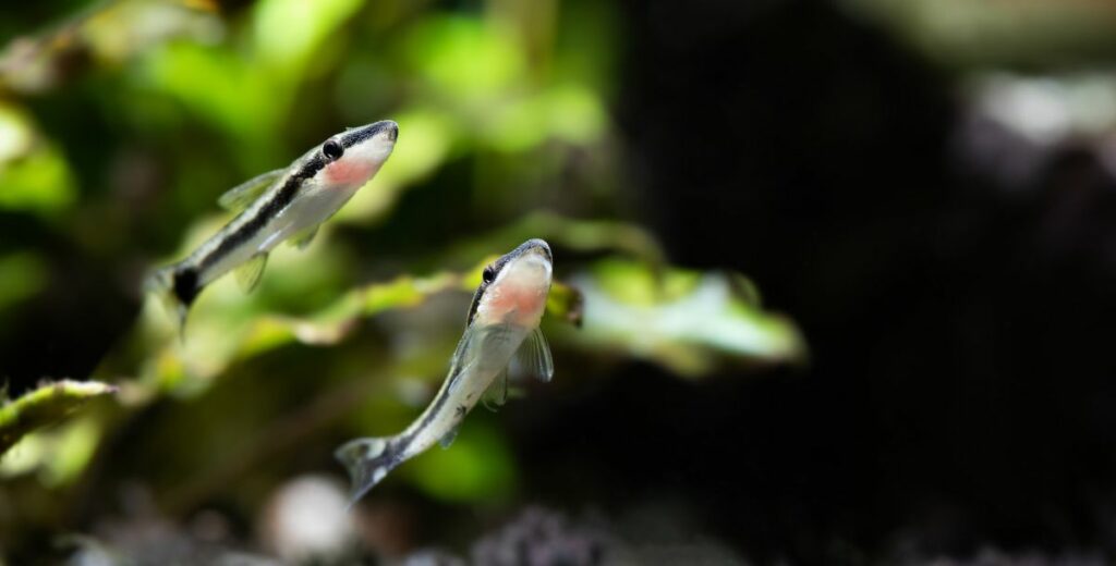 Dwarf Otocinclus