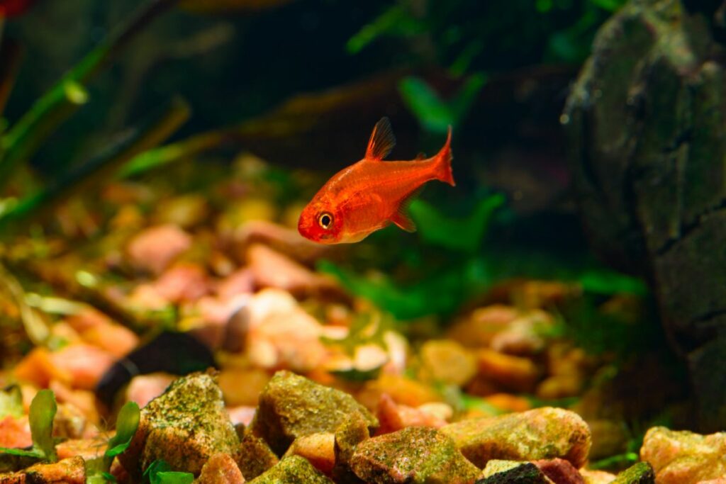 Ember Tetra