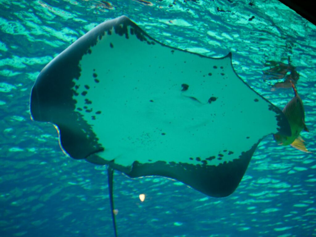 Freshwater Stingrays