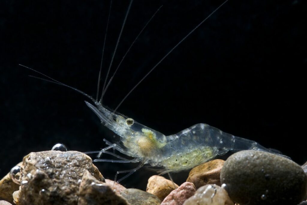 Ghost Shrimp Breeding